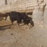 یک عدد بز زائده