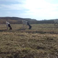 بز پاکستانی