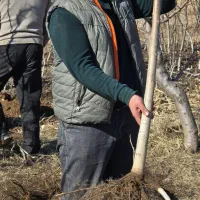 نهال گردو مقاوم و اقتصادی|خدمات باغبانی و درختکاری|مریوان, |دیوار