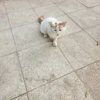 گربه پیدا شده