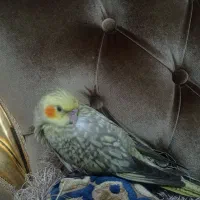 عروس هلندی
