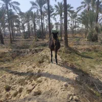 اسب مادیون|اسب و تجهیزات اسبسواری|برازجان, |دیوار