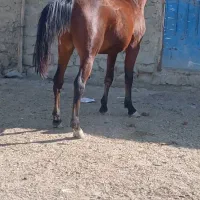 اسب کرد|اسب و تجهیزات اسب‌سواری|بجنورد, |دیوار