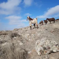 بز پاکستانی|حیوانات مزرعه|نمین, |دیوار