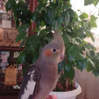 فروش عروس هلندی سه ماهه