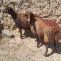 میش ابستن افشاری .گوسفند افشاری شیشک بخته .بره|حیوانات مزرعه|نیشابور, عطار|دیوار