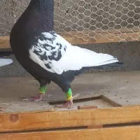 آلمانی سیاه