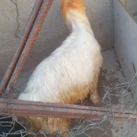 بره‌کری|حیوانات مزرعه|مسجد سلیمان, |دیوار