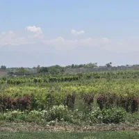 باغچه-200متری-سهیلیه-چهار-دیواری-با-درب