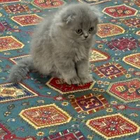 گربه|گربه|کرمانشاه, |دیوار