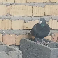 پلاکی|پرنده|شیراز, گویم|دیوار