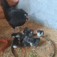 مرغ جوجه دار سیاه ریشی،مرغ کرک