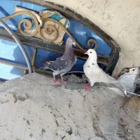 سلام یک جفت کبوتر سرحال