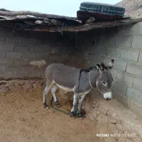 الاغ فروشی‌‌3سال