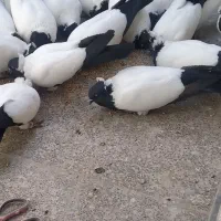 کبوتر پرستویی