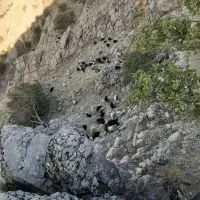 فروش ۴۰عددبز گون ۳عددبعده تخمی ۱۴عددتیشتر|حیوانات مزرعه|ایذه, |دیوار