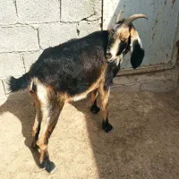 یه راس بز قصر جوان چاق وسالم
