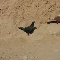 کفتر کلاغ ساده زاغ|پرنده|خواف, |دیوار