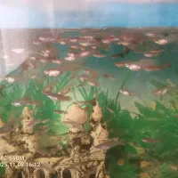 ماهی گوپی|ماهی|بشاریات, |دیوار