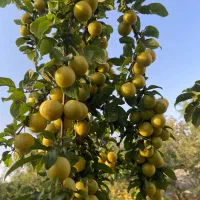 باغ و ویلا|فروش خانه و ویلا|گوگان, |دیوار