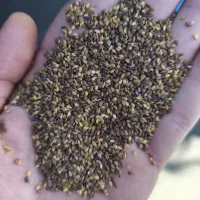 همکاری باکشاورزان دانه روغنی(کنجد)درکل استان بوشهر