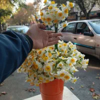 گلنرگس|گل و گیاه طبیعی|گرگان, |دیوار