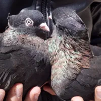 کبوتر کفتر سوسنی سرخ زاغ اراکی بمبوی|پرنده|شهرضا, |دیوار