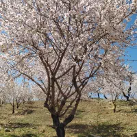 باغ-بادام-مارکده