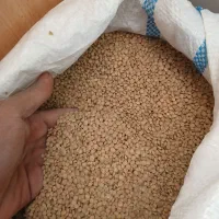 نخود عدس گندم ذرت کشمش|خوردنی و آشامیدنی|بروجرد, |دیوار