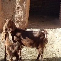 بز پاکستانی شیرده