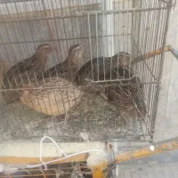 بلدرچین درشت تخمگذار.وگوشتی زرقان هستم
