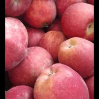 سیب زردوقرمز درسردخانه فروش فوری