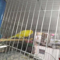 پرنده سرای ققنوس
