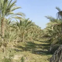 فروش باغ در بنار ابشیرین|فروش دفتر صنعتی، کشاورزی، تجاری|برازجان, |دیوار