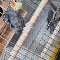 فروش فوری هلندی نتفه دار