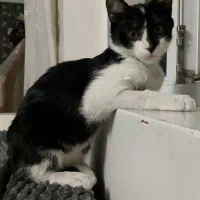 گربه گمشده|حیوانات|تبریز, |دیوار