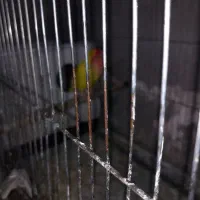 برزیلی جوان مولد