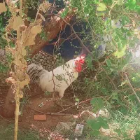 خروس‌سفید