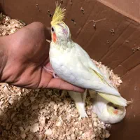 عروس هلندی|پرنده|بندرعباس, |دیوار