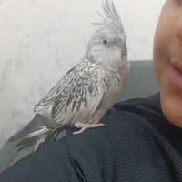 عروس هلندی|پرنده|اهواز, معین زاده|دیوار