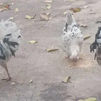 ۳عدد چهل پوپ۲خروس ومرغ تخم گزار گلین اصل|حیوانات مزرعه|پیر سلیمان, |دیوار