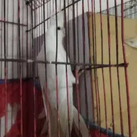 طوطی عروس آلبینیو و لوتینیو