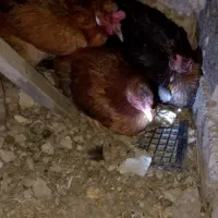 مرغ کت