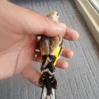 جوجه سهره