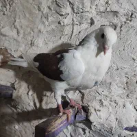 کبوتر|پرنده|شیراز, شیخ علی چوپان|دیوار