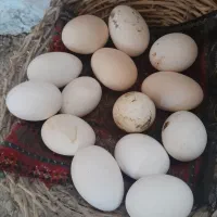 تخم مرغ محلی ۲۰ عدد