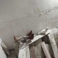 چند عدد کبوتر رنگی دم سفید|پرنده|خرم‌آباد, |دیوار