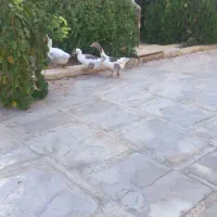 فروش سه عدد غازمحلی نرو ماده