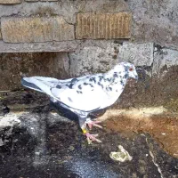 کفتر گلی ماده|پرنده|مرودشت, ژیان|دیوار