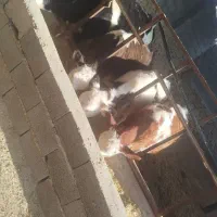 ۴ عدد طلیسه برای فروش|حیوانات مزرعه|ملکآباد, |دیوار